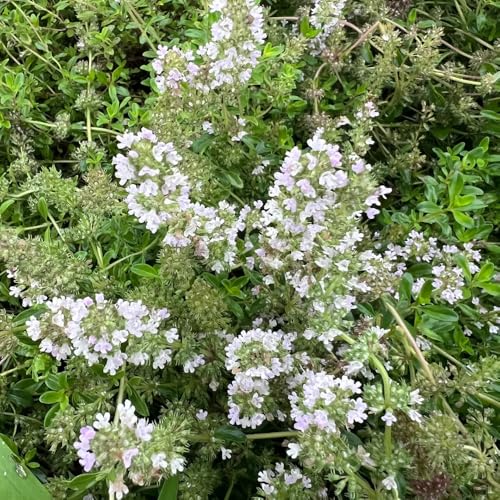 Semi di timo pacciamante, semi di copertura del terreno regali per gli amanti del giardino timo tappeto, esotiche prato prato farfalle selvatici, 300pcs