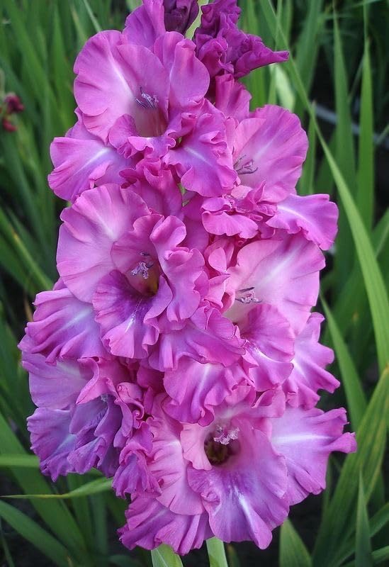 Gladiolus Flower Bulbs All session Imported Vearty for Home and Gardening Pack of 5 bulbs (VIOLET)