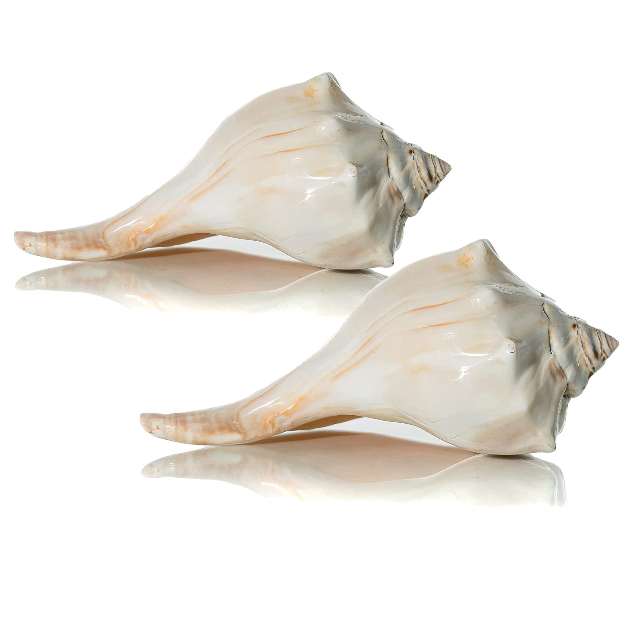 Amazon.com: Nautical Crush Trading Conch Shell Decor