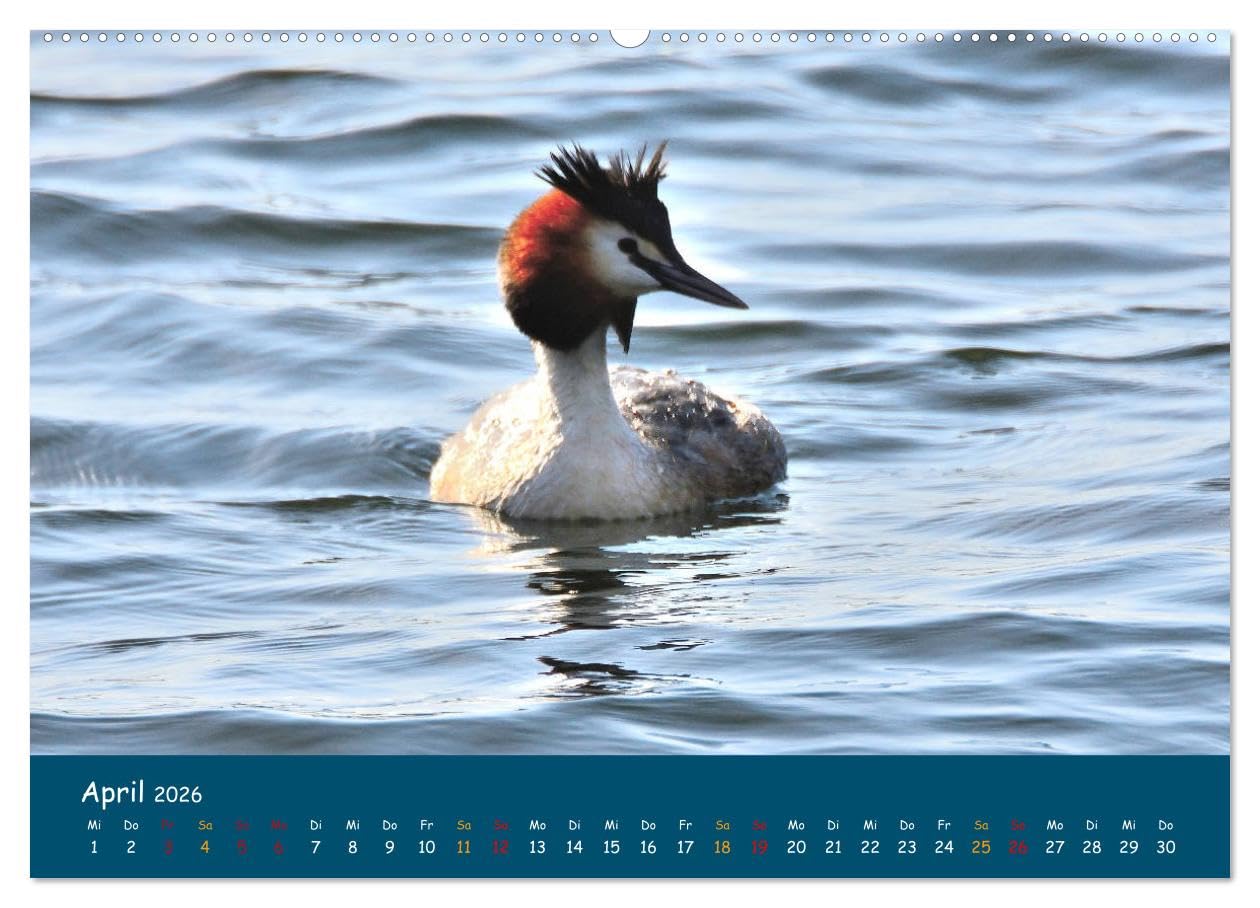 Naturschutzgebiet Wümme (hochwertiger Premium Wandkalender 2026 DIN A2 quer), Kunstdruck in Hochglanz: Ein Fotokalender mit Aufnahmen aus der Wümmeniederung, von Jens Siebert (CALVENDO Natur)