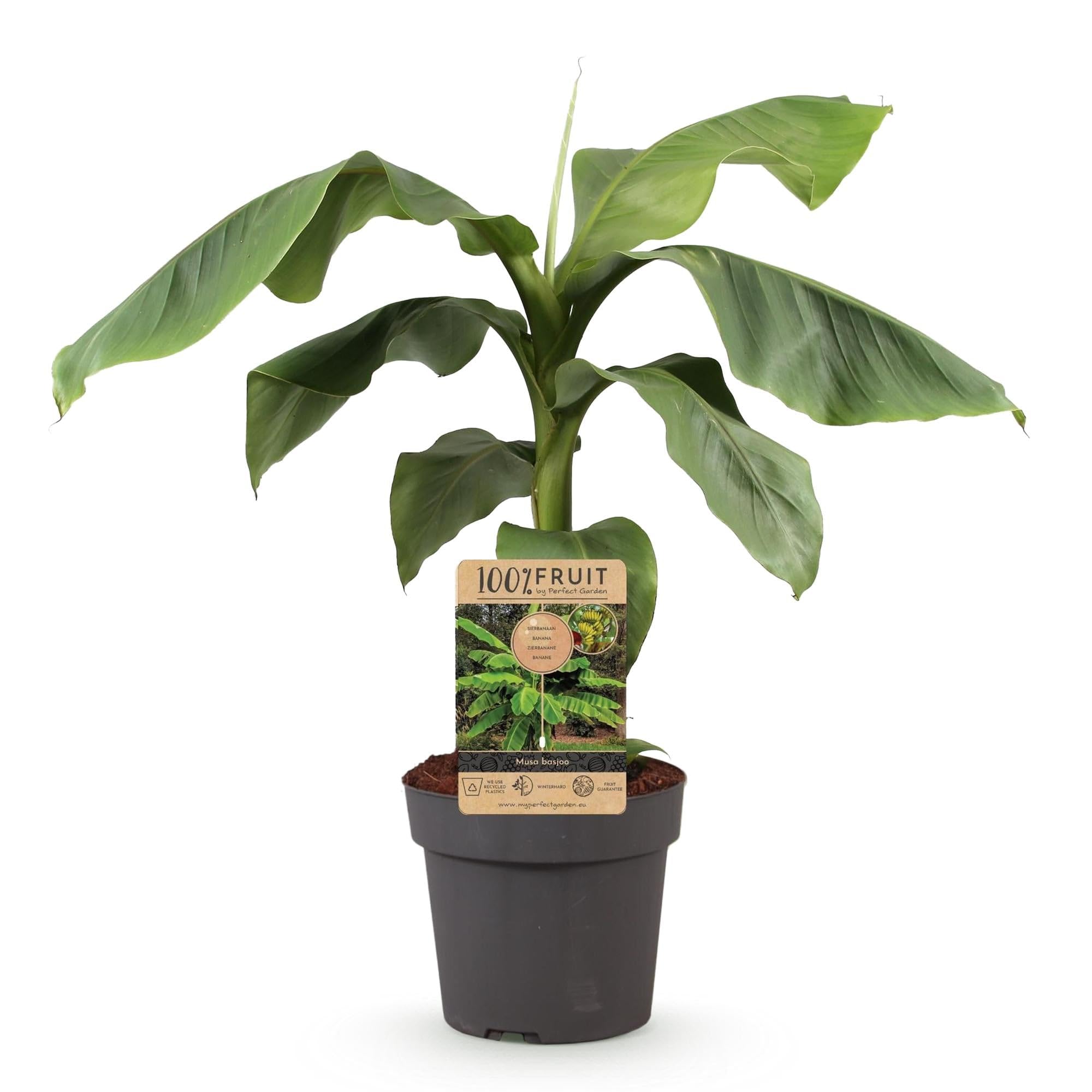 GreenboutiQ - Obstpflanze - Japanische Bananenpflanze Winterhart - Musa Basjoo - Winterhart - Topf 21cm Höhe 70-90cm
