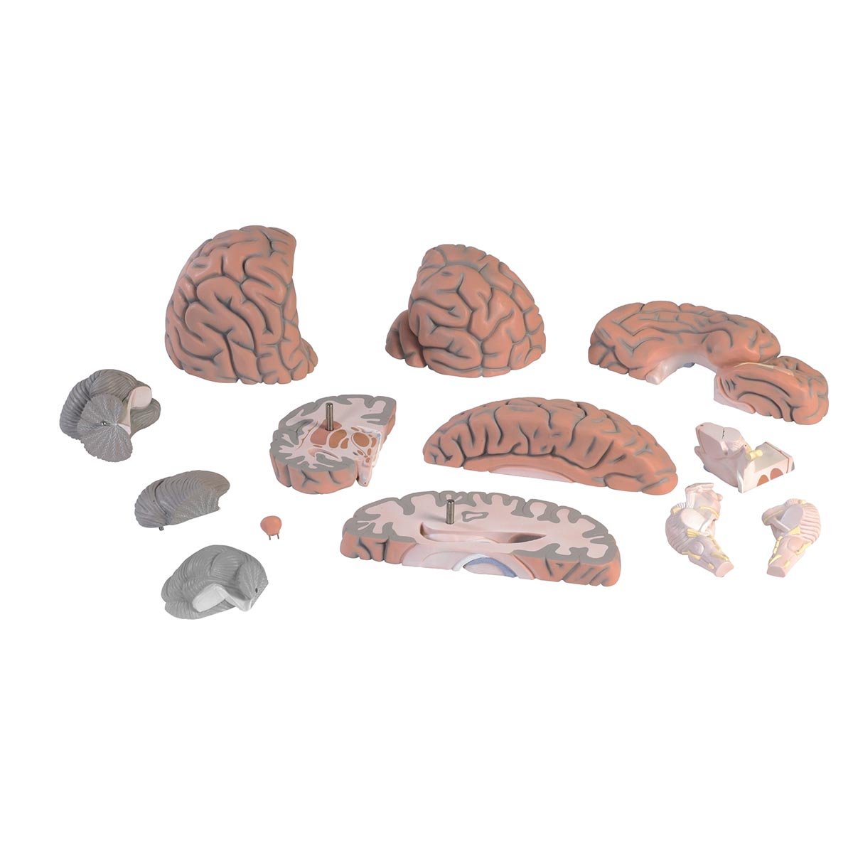3B Scientific Menschliche Anatomie - Mega-Gehirnmodell, 2,5-fache Größe, 14-teilig