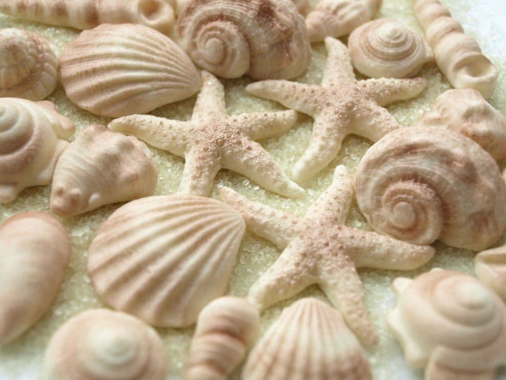Rainbow Cake Toppers Dark 24X Edible Sea Shells Cupcake Decorations Mermaid Cupcake Toppers Under The Sea Cake (Rct-0047)