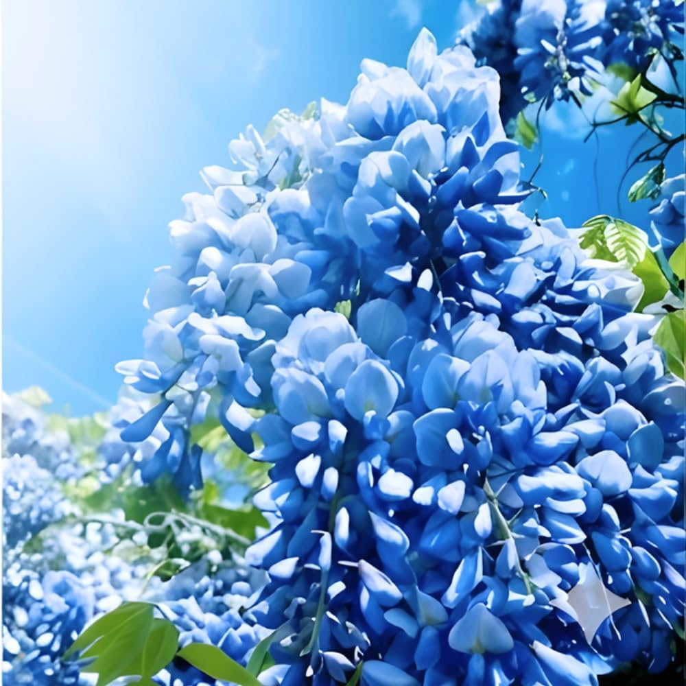 Blue Wisteria Live Plant, 2.5" Pot, Easy Care Flowering Vine, Decorative Climbing Plant for Home Landscapes and Trellises