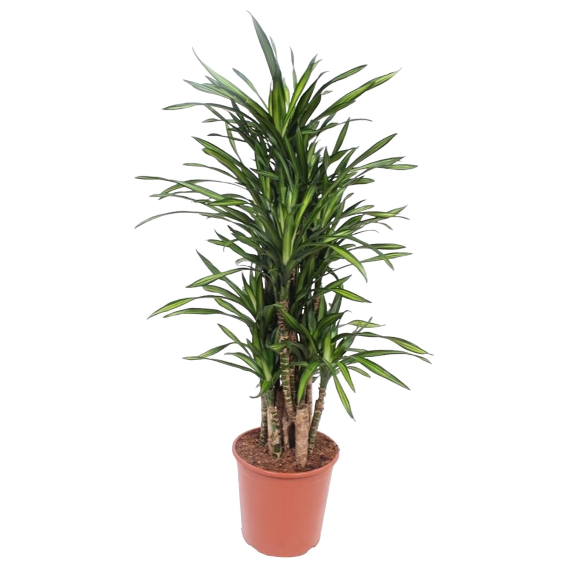 Dracaena Riki zielona roślina do użytku wewnątrz i na zewnątrz, zielona, 140 cm, Ø 30 cm