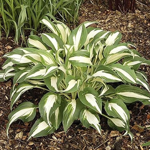 Perfect Plants Hosta Night Before Christmas Cover