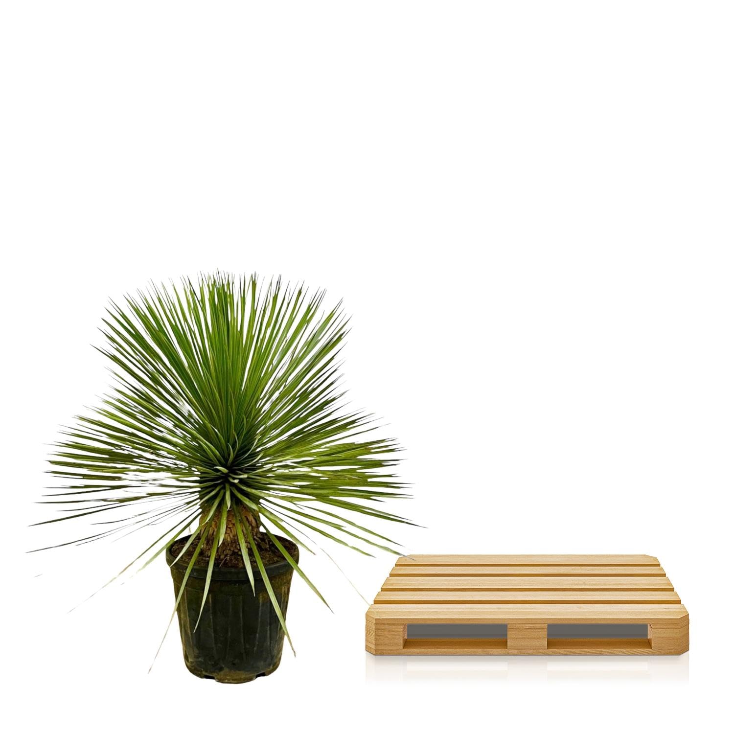 Yucca Rostrata łodyga, roślina do użytku wewnątrz i na zewnątrz, niebiesko-zielona, 70 cm, Ø 27 cm