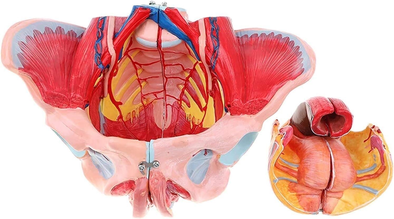 Model anatomiczny człowieka anatomiczny model miednicy żeńskiej z wyjmowanymi narządami, model anatomiczny, model szkieletu miednicy żeńskiej, 4-częściowy, model anatomiczny naturalnej