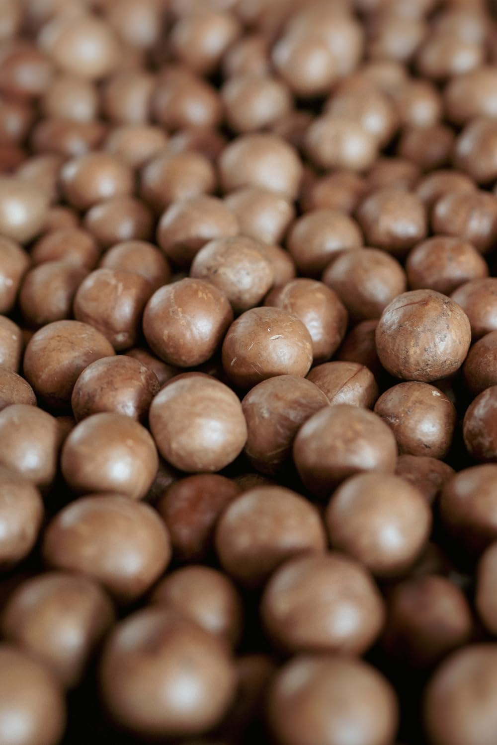 Vorratsset, 10 kg Macadamianüsse in Schale in einer luftdicht abschließenden Aluminiumbox, 1 luftdichte Aufbewahrungsdose aus Blech mit Bambusdeckel (leer)
