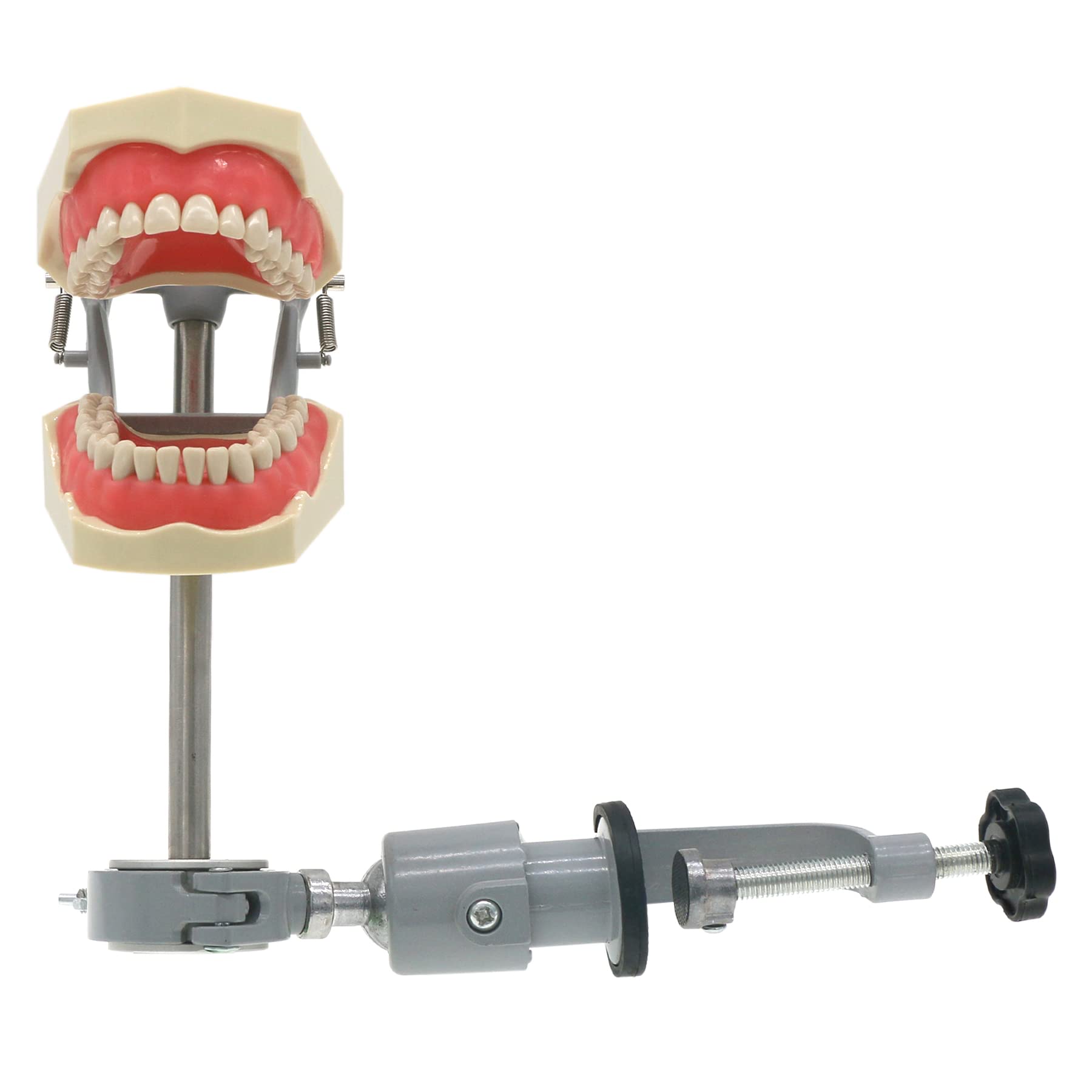 Dental Typodont Model Fit Columbia Dentoform 860 Type with 32pcs Removable Teeth M8030 (Teeth Model Mounting Pole KIT)