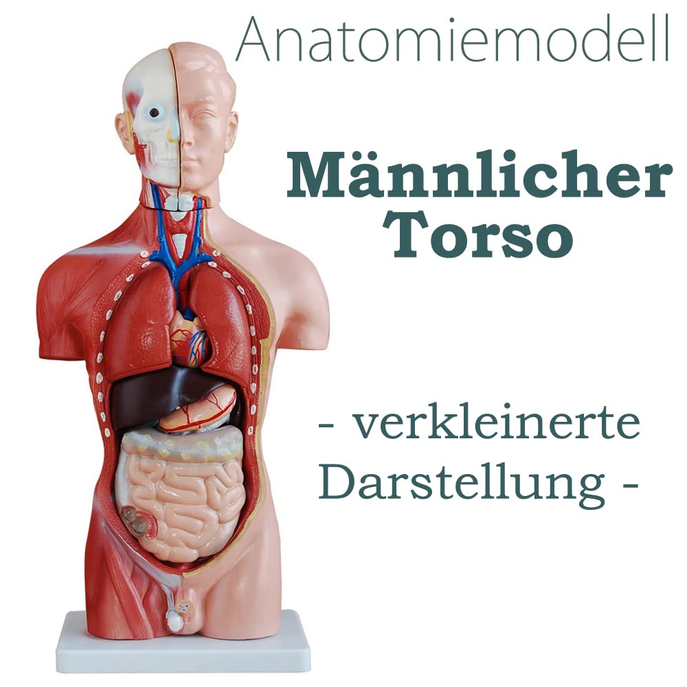 Anatomie Modell Torso des Menschen Anatomiemodell Menschlicher Lehrmodell 45 cm Körper Anatomisches Menschliches Model mit Organe menschliche Modelle MedMod