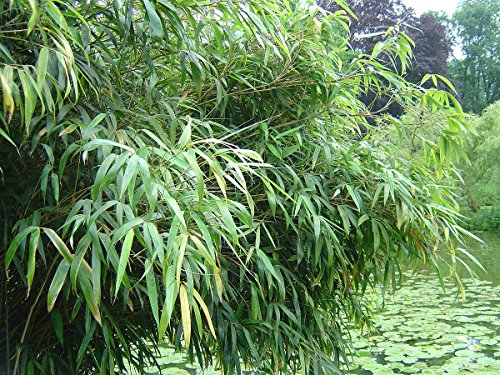 50 Seeds Of Fargesia Bamboo Seeds, Garden Bamboo, Exotic Ornamental Seeds #TOP22