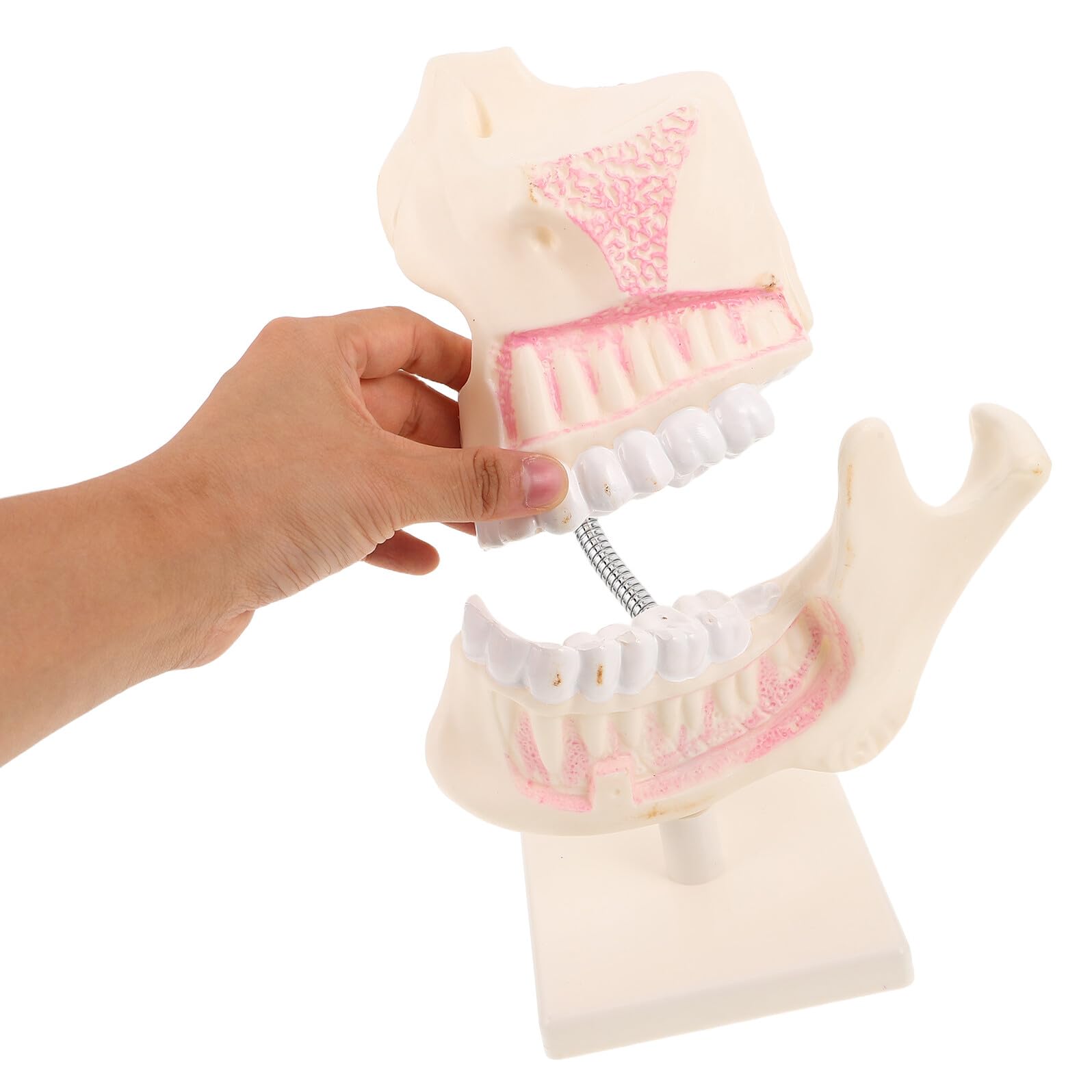 Hemobllo Modello di Bocca in Plastica per Studio Dentistico Modello Dimostrativo Pratica per Studenti di Odontoiatria Strumento Didattico per Anatomia e Preparazione Agli Esami