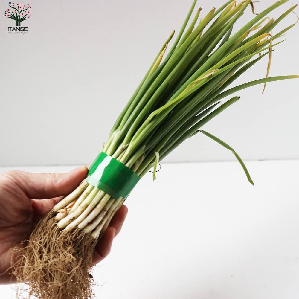 はちみつネギ苗50本 根深1本ネギ はちみつ様専用ネギ苗50本 根深1本ネギ