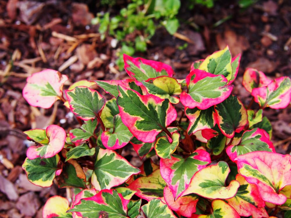 Lincolnshire Pond Plants Ltd - Houttuynia cordata 'Chameleon' (Harlequin Plant) - Marginal Pond Plant - MP044-1 / 3Ltr