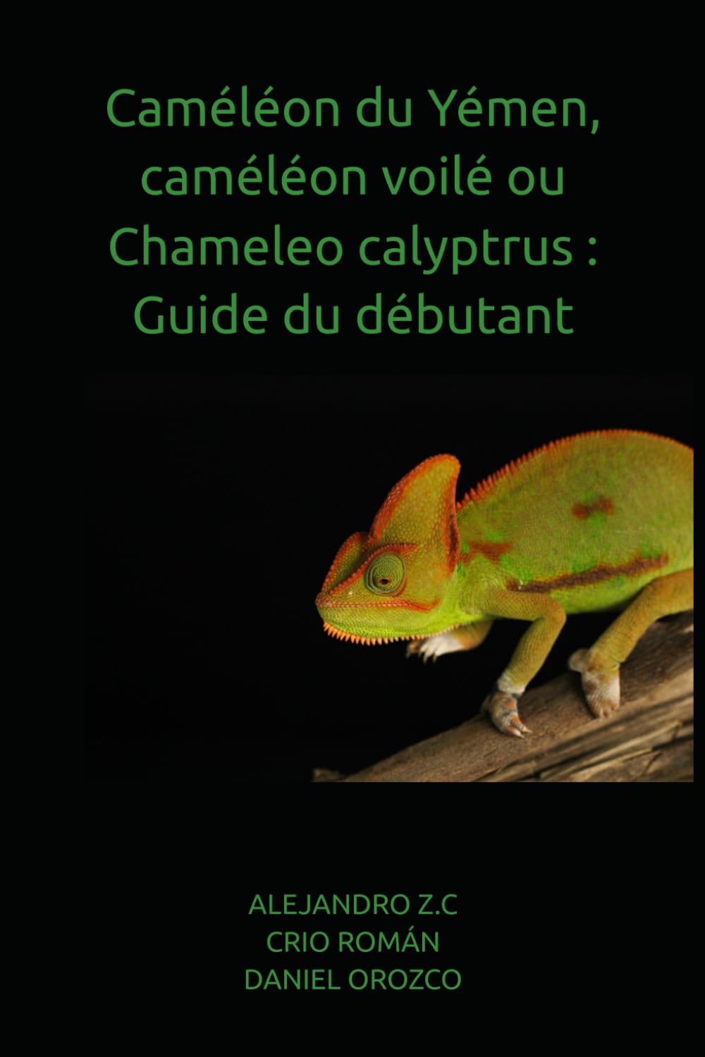 Caméléon du Yémen, caméléon voilé ou Chameleo calyptrus : Guide du débutant
