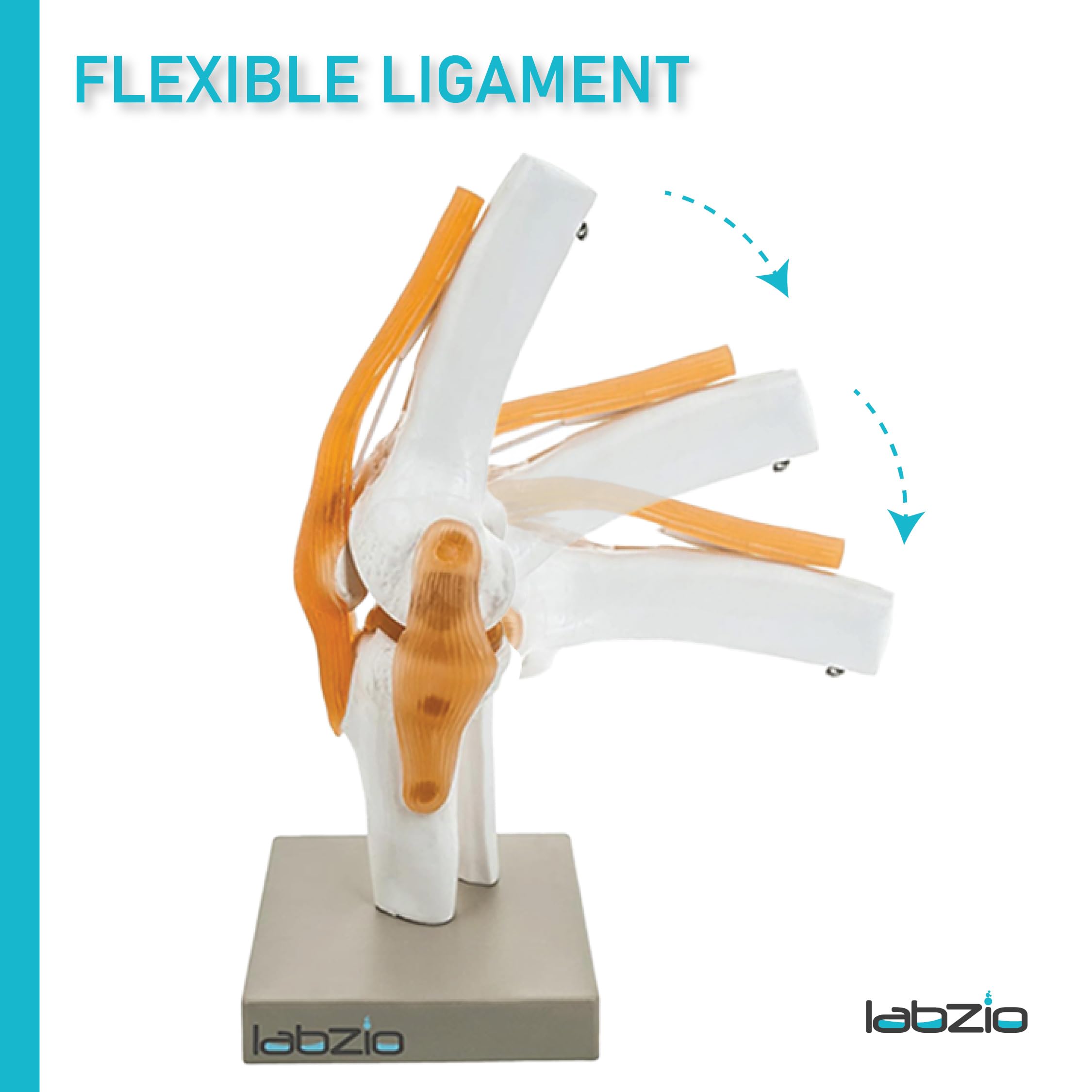 LABZIO by EISCO - Premium Human Knee Joint Model with Ligaments Flexible 1:1 Scientific Life Size with Premium Display Base Best Teaching Tool for Patient Education & Anatomy Study 1
