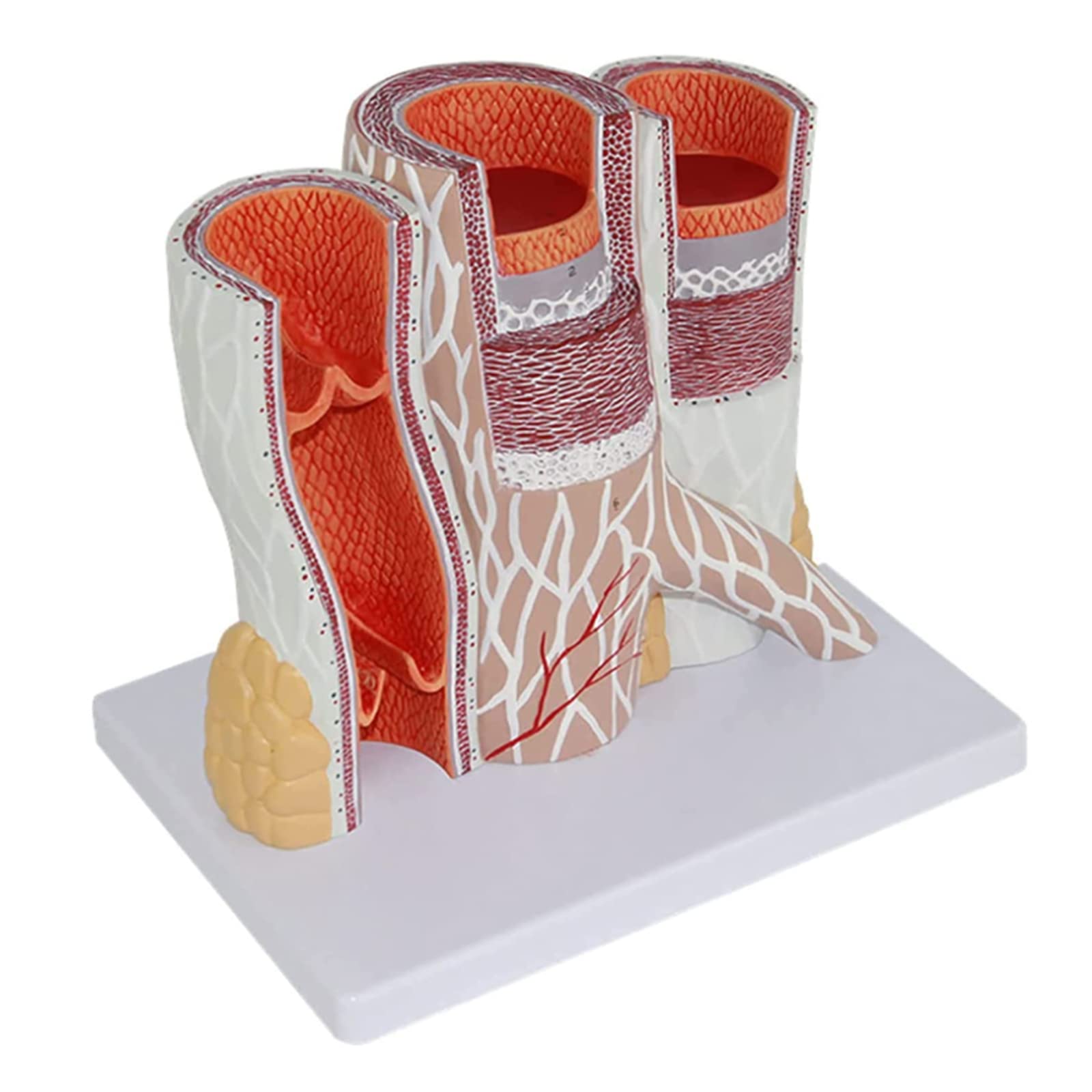 Human Blood Vessel Model Artery Vein Anatomical Magnified Model Blood Vessel Structure Magnified Model 14X Magnified Vascular Structure Model for Science Display Teaching Medical Model
