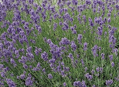 Lavandula augustifolia 'Vera' 12cm Pot Size