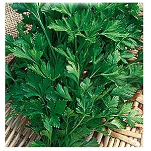 4500 c.ca zaden gewone peterselie 2 – petroselinum crispum in originele verpakking geproduceerd in italië – gewone…