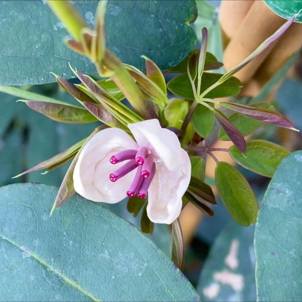 Akebia quinata 'Cream Form' – Cream-Flowered Chocolate Vine Climber, Semi-Evergreen Scrambler with Vanilla-Scented Blooms, Hardy Garden Climbing Plant for Walls - 3 Litre Pot x1 By Thompson & Morgan