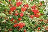 35-40 Semi di European Mountain Ash TRN397 (Sorbus aucuparia)