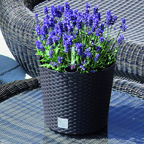 Sedia plastica effetto rattan unico monoblocco bianca | Leroy Merlin