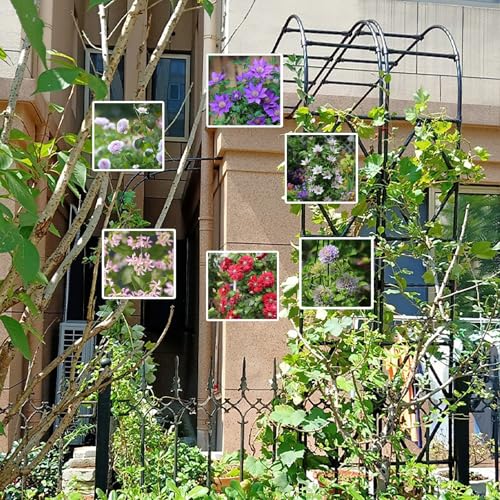 Support mural plantes grimpantes résistant au vent, arche 300cm