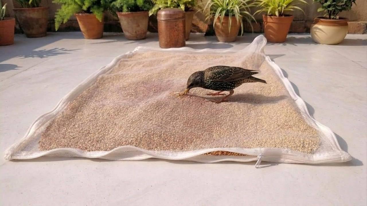 Heavy Duty Sun Drying Net for Grains & Spices Washable Mesh Bag with Zipper Bird-Proof Drying Net for Wheat, Papad & Dal-(28X 38Inches)-image-9