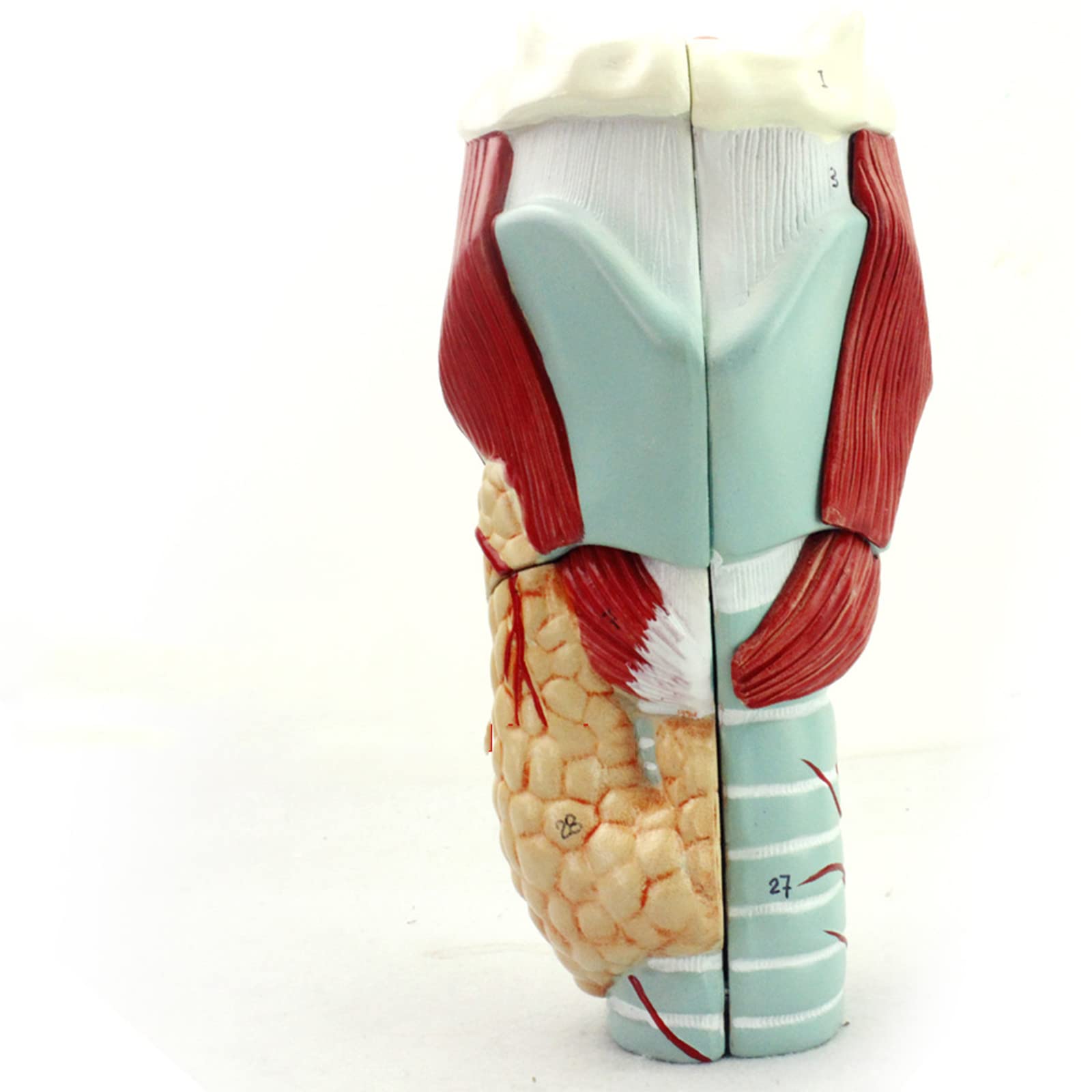 YNIYUJKL Human Laryngeal Model - Anatomical Medical Model Of Muscle And Cartilage, 2X Magnification For Educational Use