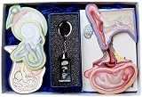 Ear Set (12)