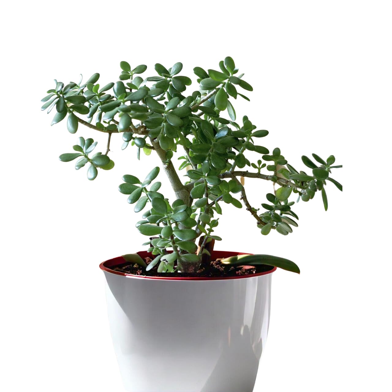 Sugram Plants Good Luck Jade Plant Live Indoor Plant with 4inch Self Watering Pot | Best for Living Room, Kitchen, Bedroom, & Office Table (B0CWLRWTBH) Amazon Price History, Amazon Price Tracker