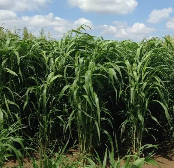 Miniatura 2 de Sorghum Sudangrass Sugar Grazer II Semilla (50 libras)