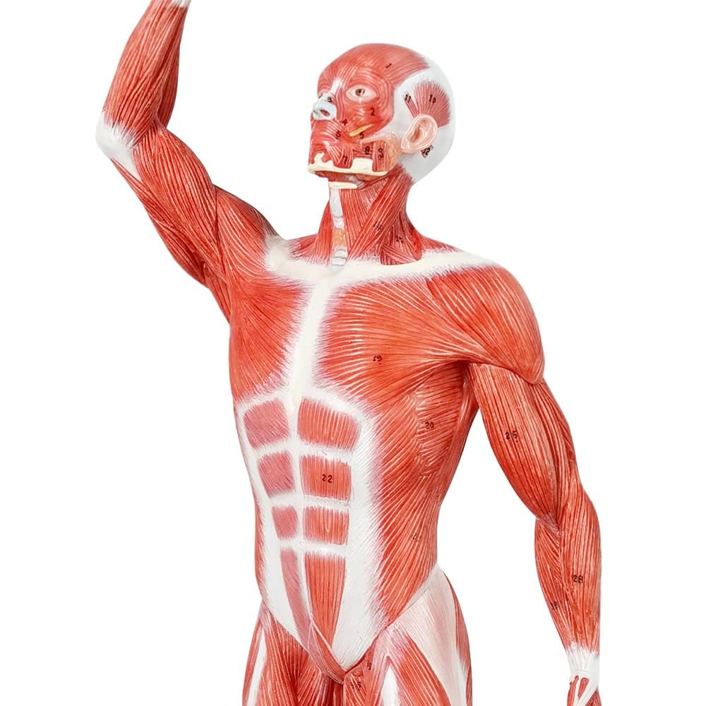 EVOTECH SCIENTIFIC Un modèle de squelette humain 1/4 grandeur de 21 pouces de haut pour l'anatomie, y compris le crâne, la colonne vertébrale, les os, les mains articulaires et les pieds
