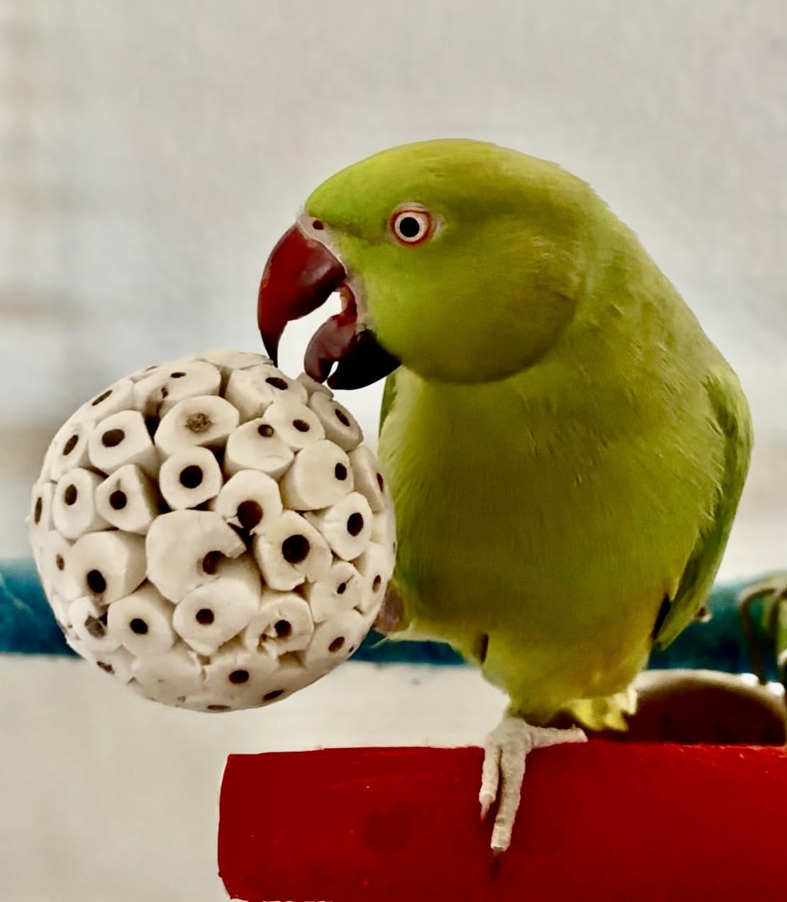 Sola Wood Bird Toy Bundle - Sola Balls & Sola Logs, Shreddable Chew Toys, Foot Toys, for Medium Birds, 10 Piece Set - image 2