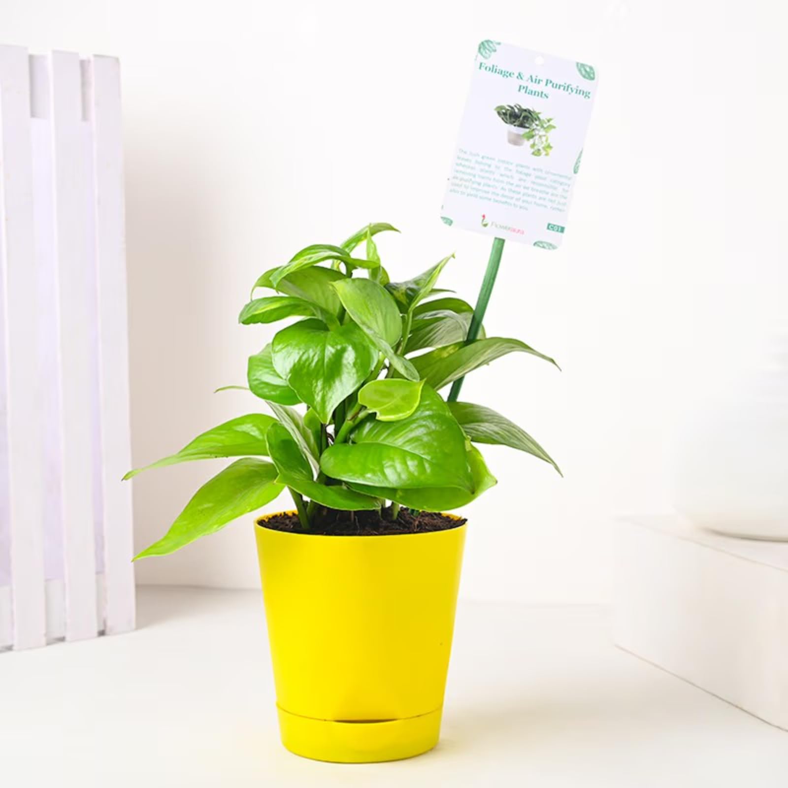 FlowerAura Decorative Air Purifying Good Luck Money Live Indoor Plant In Self Watering Plastic Pot Vase For Living Room, Table Decor, Balcony, Bedroom, Office/Home Decoration (Same Day Delivery) (B09P6Z4Q5D) Amazon Price History, Amazon Price Tracker