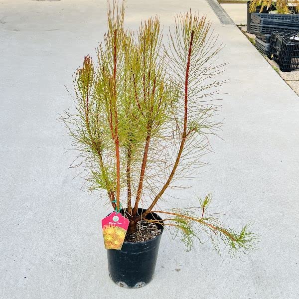 オーラックスパラシア 5号ポット タグ付き ◇SALE◇オーラックスパラシア 5号ポット タグ付き - メルカリ