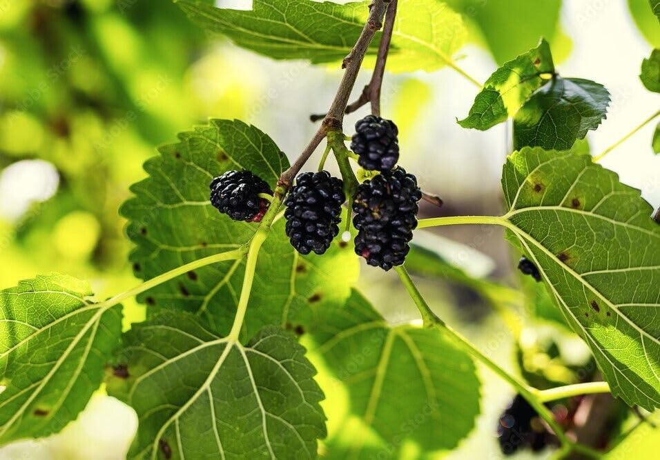 Gelso Nero Morus Nigra In Vaso - Pianta Da Frutta, Altezza 150/180 Cm, Autofertile - Foto 2