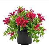 Purple Star Lipstick Plants Live Houseplants Trailing Vibrant Red Fuchsia Flowers Plants Live Aeschynanthus Lipstick Flower Plant 2" Pot