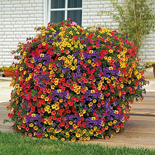 Top 10 Best Petunias For Hanging Baskets 2023 Reviews