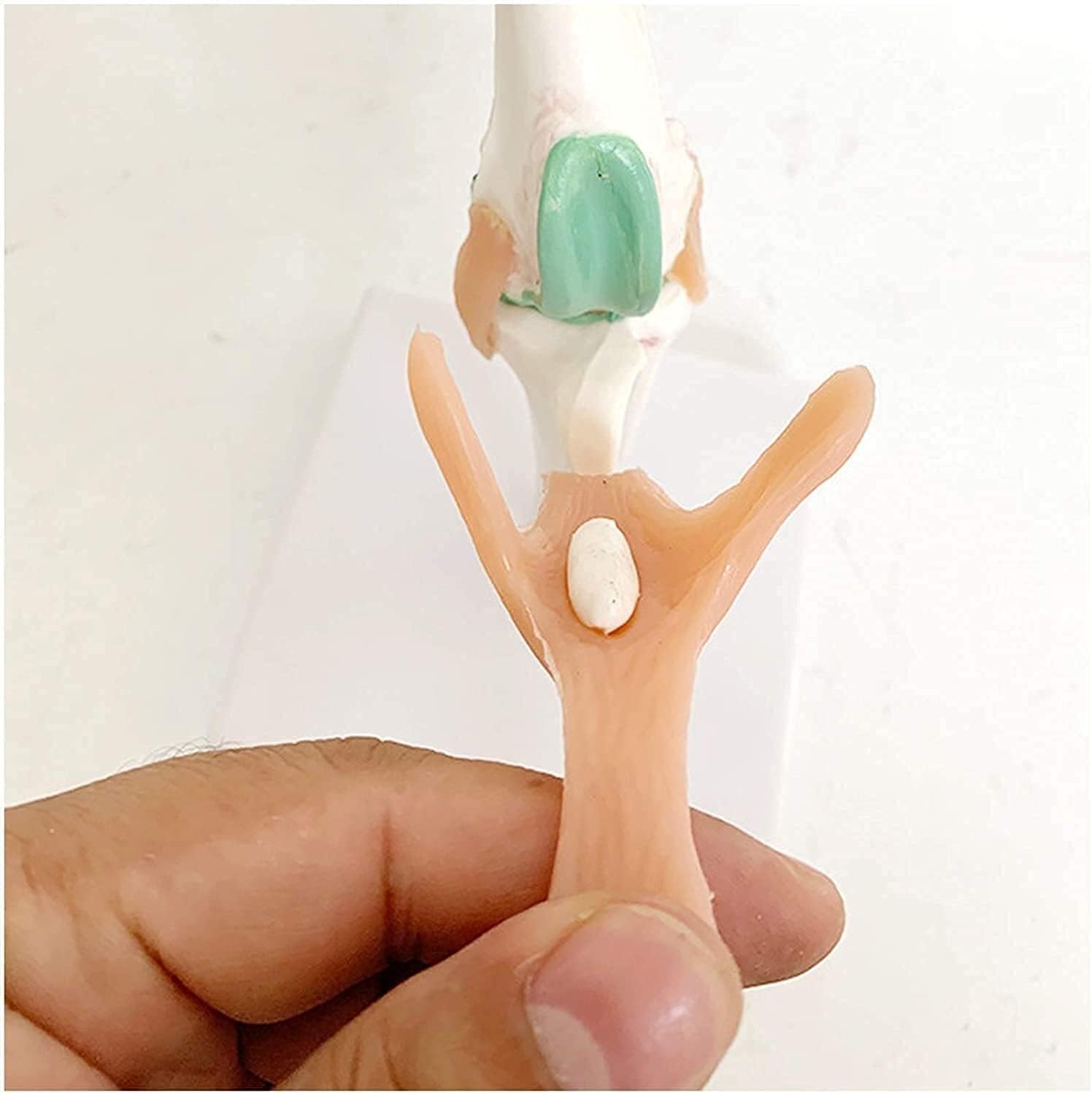 Model Anatomiczny Stawu Kolanowego Psa, Modele Anatomiczne Kolana Psa, Model Kolana Kolana Psa, Sztuczny Szkielet Stawu Psa Z PVC W Naturalnym Rozmiarze Dla Nauczania Weterynaryjnego I Kliniki Dla