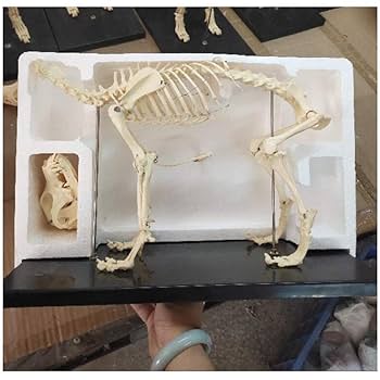 Amazon.co.jp: 犬の骨の解剖模型、医療の研究（64×10×30センチ