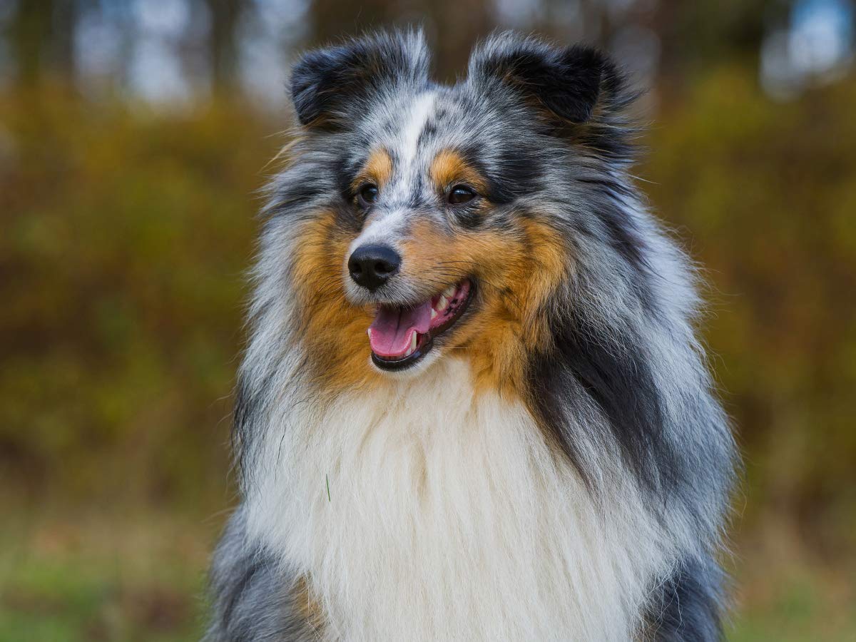 CALVENDO Puzzle 1000 Teile – Motiv 'Mit Shelties Durchs Jahr', 48x64 Cm, Premium-Qualität Aus Europa