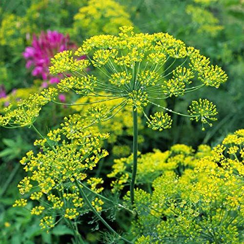 Bouquet Dill Herb Garden Seeds - 500 Mg Packet ~400 Seeds - Non-Gmo, Heirloom Herbal Gardening & Microgreens Seeds - Anethum Graveolens #TOP15