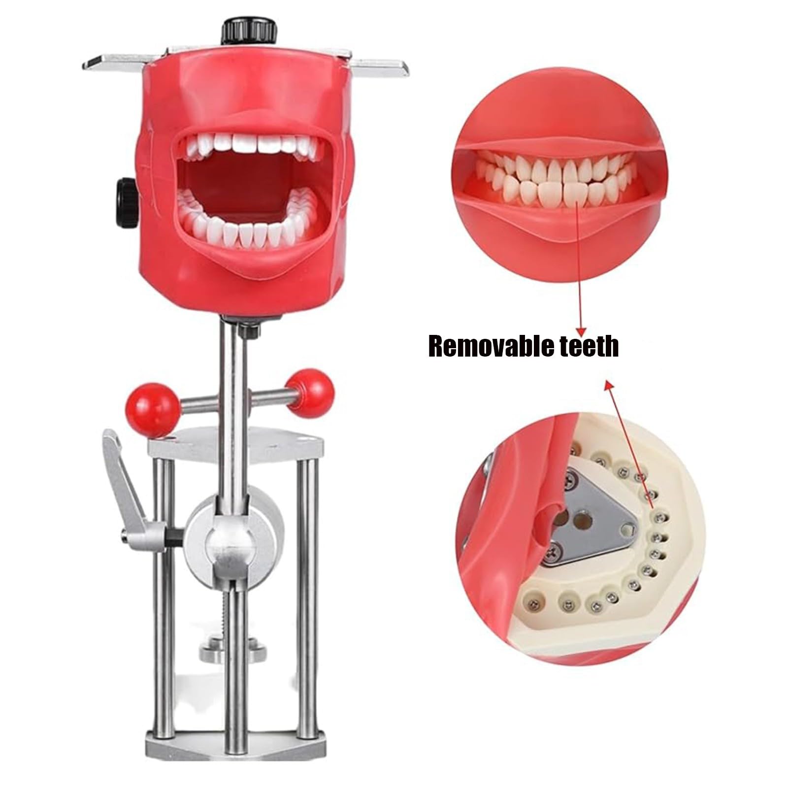 Symulator dentystyczny głowa manekina demontaż zębów model 360° regulowany do szkół dentystycznych edukacja pract nauczanie model narzędzia A