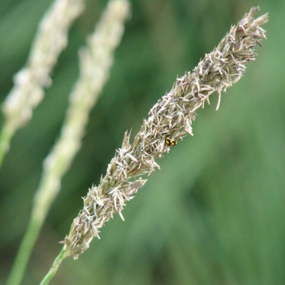 Sesleria Autumnalis, Gramínea para Jardín, Verde, Pack de 48, 10-25cm