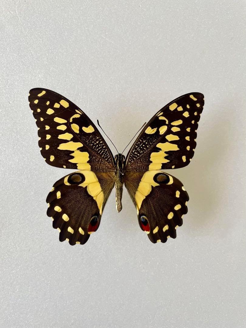 890点を超えるドルーリーオオアゲハのストックフォト、写真、そして