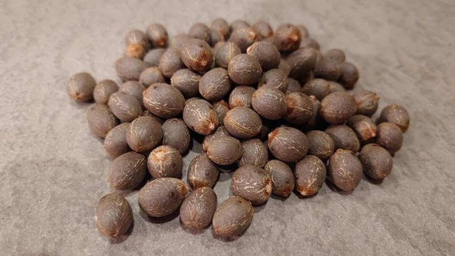 Amazon.co.jp: ②ココスヤシ種100個！！ ワシントンヤシ