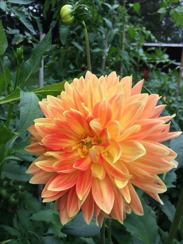 Radha Krishna Agriculture® Imported Dahlia Flower Bulbs Mustard | Fragrant Flowers Planting Bulb For all season Outdoor And Indoor Gardening Pack of 2 (B0BTPVGKRY) Amazon Price History, Amazon Price Tracker