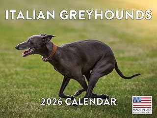 Italian Greyhound Calendar 2026 Monthly Wall Calender 12 Month | American Made In The USA